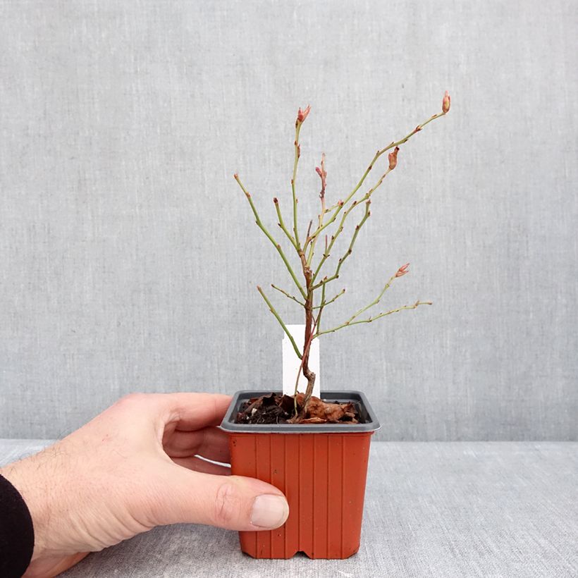 Spécimen de Myrtillier Flamingo - Vaccinium corymbosum Godet de 8/9 cm, Buisson tel que livré en hiver