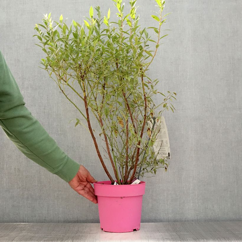 Spécimen de Myrtillier Pink Berry Pot de 2L/3L, Touffe tel que livré en été
