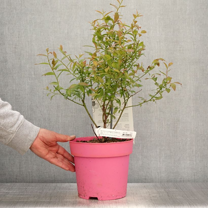 Spécimen de Myrtillier Pink Berry Pot de 2L/3L, Touffe tel que livré au printemps