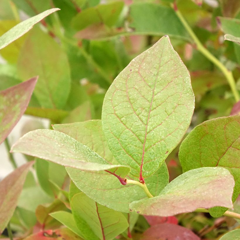 Myrtillier Pink Bonbons - Vaccinium corymbosum  (Feuillage)