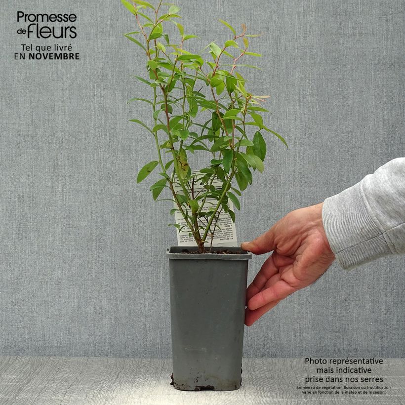 Spécimen de Myrtillier Pink Lemonade BIO Pot de 1,5L/2L, Buisson tel que livré en automne