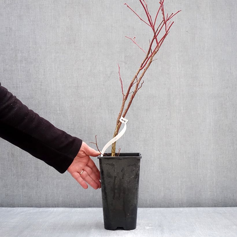 Example of Myrtillier Sunshine Blue - Vaccinum corymbosum Pot de 2L/3L, Buisson as you get in hiver