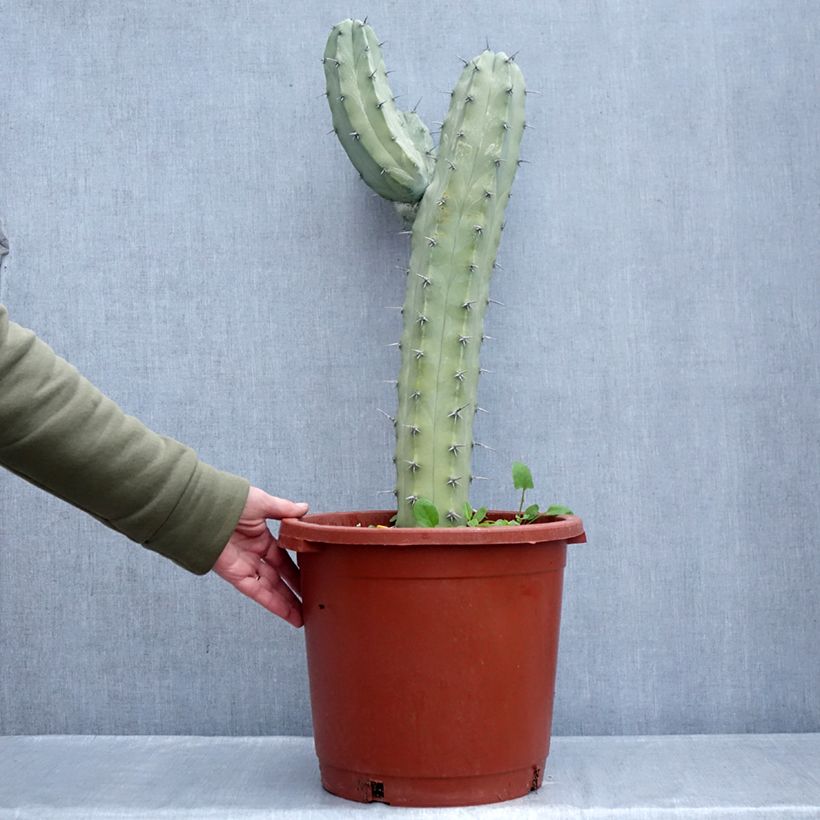 Example of Myrtillocactus geometrizans - Chandelle Bleue Pot de 12L/15L as you get in hiver