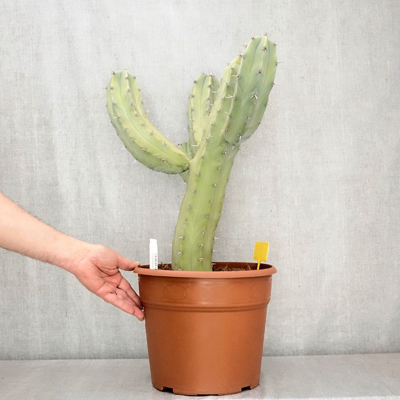 Spécimen de Myrtillocactus geometrizans - Chandelle Bleue Pot de 12L/15L tel que livré au printemps