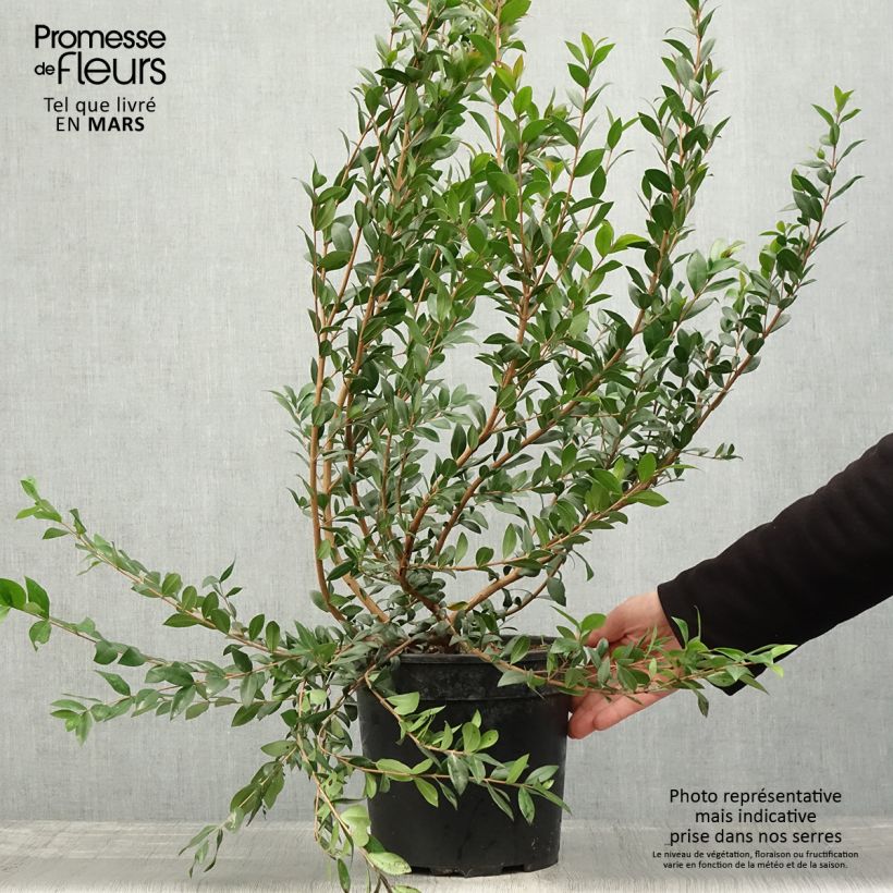 Spécimen de Myrtus communis - Myrte commun Pot de 7,5L/10L tel que livré au printemps