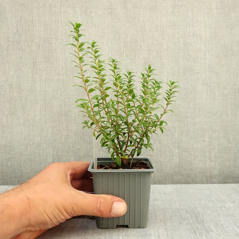 Spécimen de Myrtus communis Tarentina - Myrte commun  Godet de 8/9 cm tel que livré en été