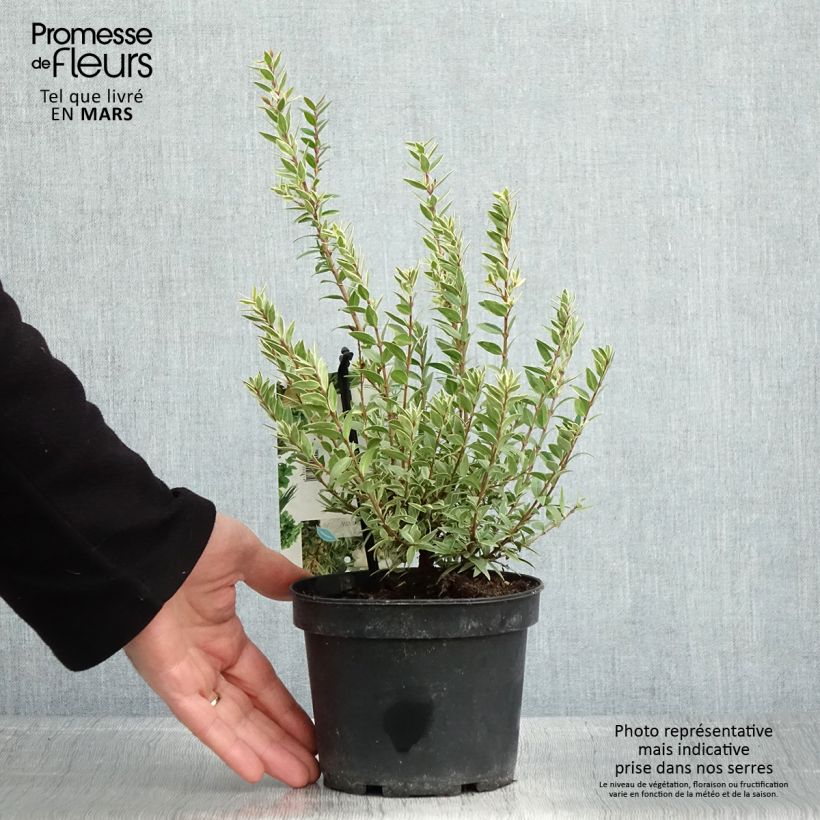 Spécimen de Myrtus communis Variegata - Myrte panaché Pot de 1,5L/2L tel que livré au printemps