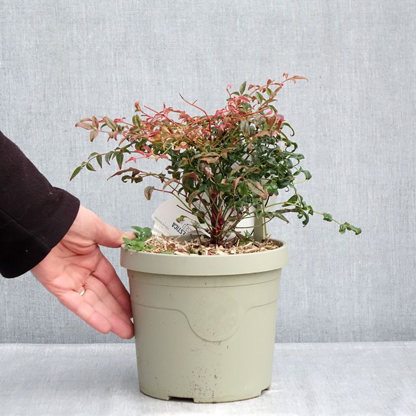 Example of Nandina domestica Curly Obsessed - Bambou sacré Pot de 3L/4L as you get in hiver