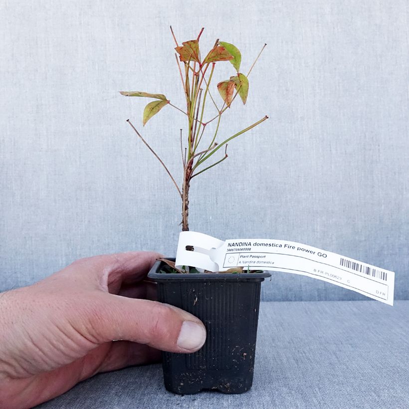 Spécimen de Nandina domestica Fire Power - Bambou sacré  Godet de 8/9 cm tel que livré au printemps