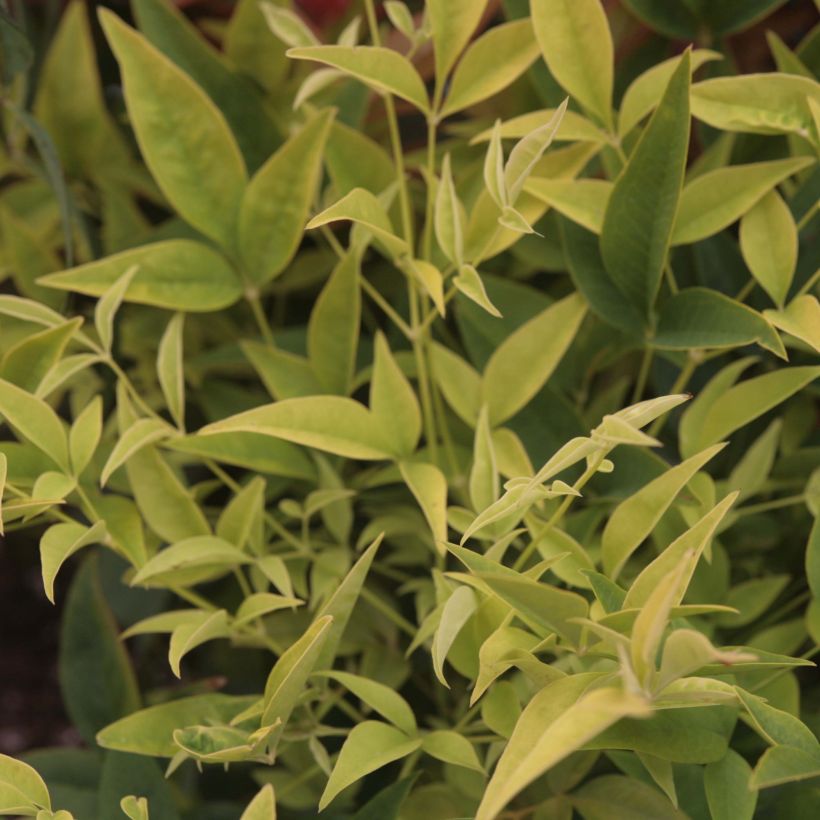 Nandina domestica Lemon Lime - Bambou sacré (Foliage)