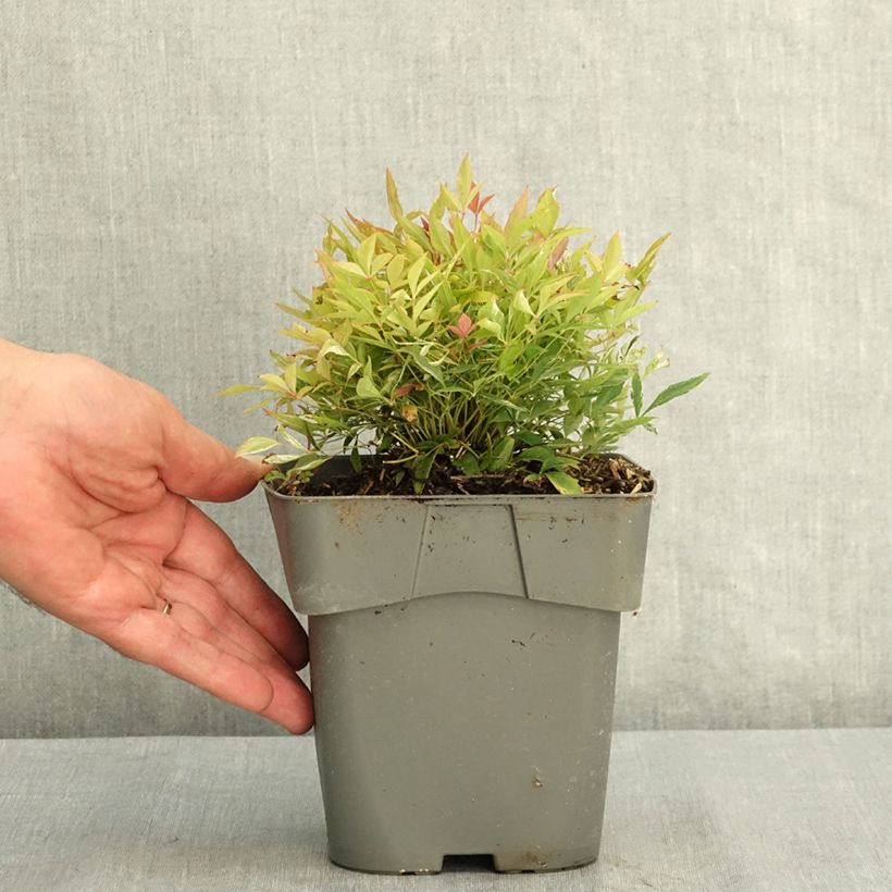 Spécimen de Nandina domestica Red Light - Bambou sacré nain Pot de 2L/3L tel que livré en été