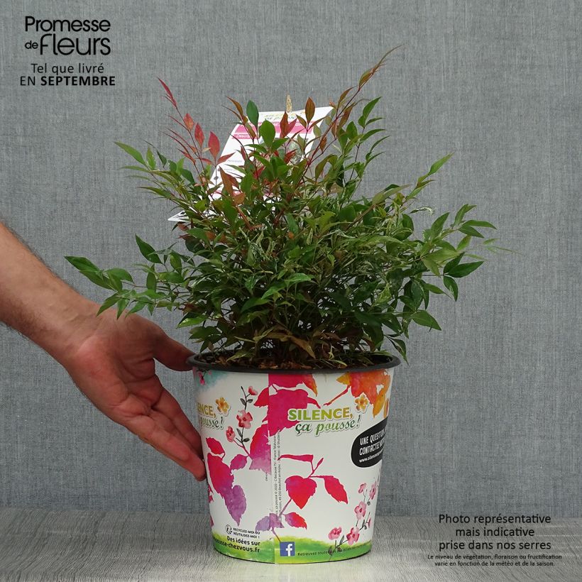 Spécimen de Nandina domestica Red Light - Bambou sacré nain Pot de 3L/4L tel que livré en automne