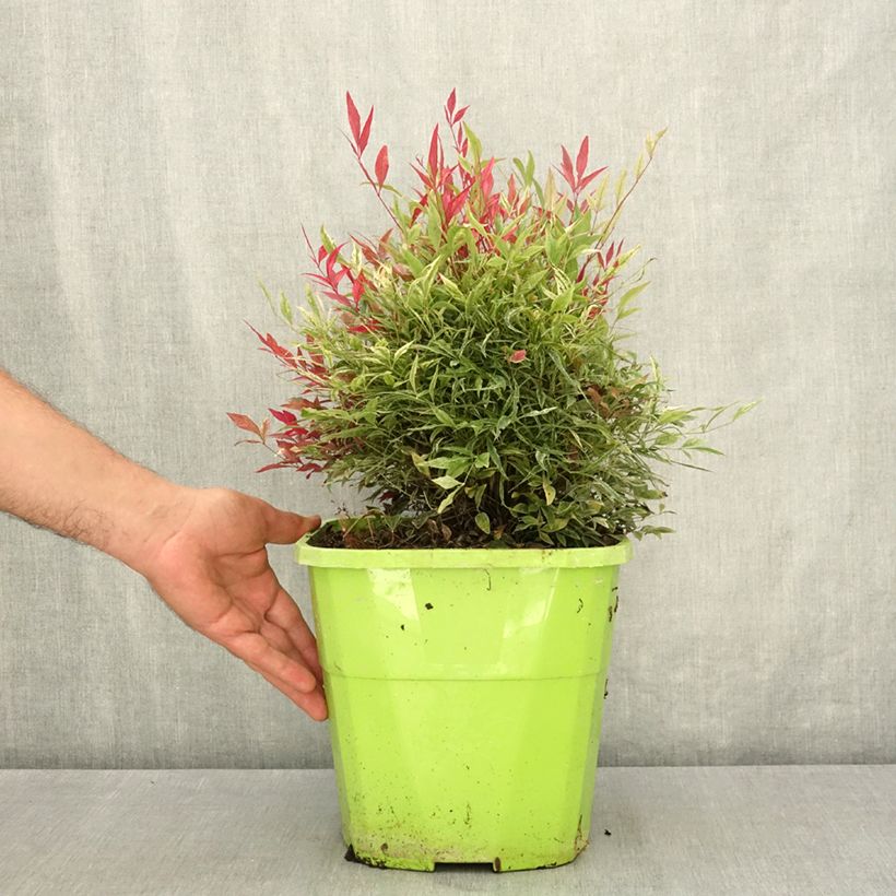 Spécimen de Nandina domestica Red Light - Bambou sacré nain Pot de 7,5L/10L tel que livré en été