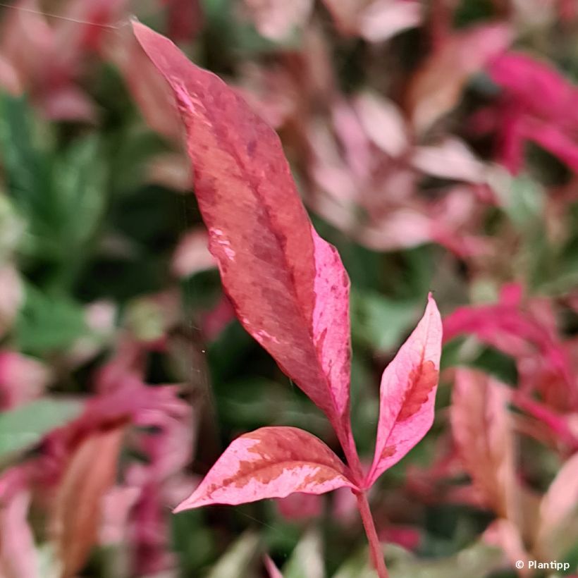 Nandina domestica Red Light - Bambou sacré nain (Foliage)
