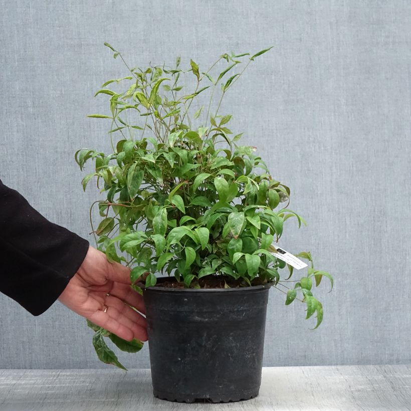 Spécimen de Nandina domestica Wood's Dwarf - Bambou sacré nain Pot de 2L/3L tel que livré au printemps
