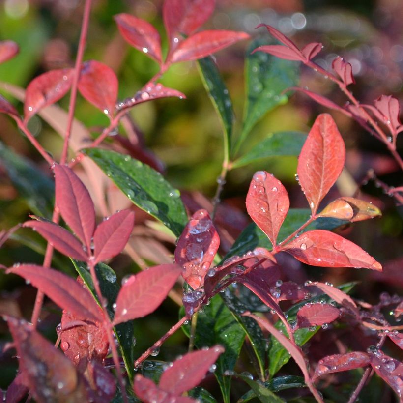 Nandina Obsessed Seika - Bambou sacré (Foliage)