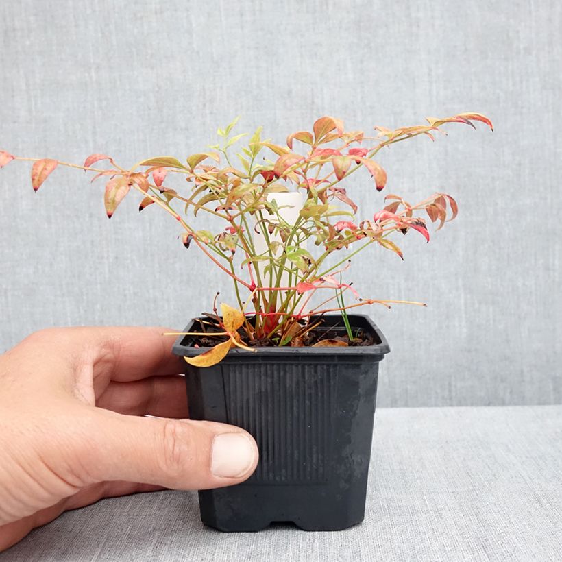 Example of Nandina Obsessed Seika - Bambou sacré Godet de 8/9 cm as you get in printemps