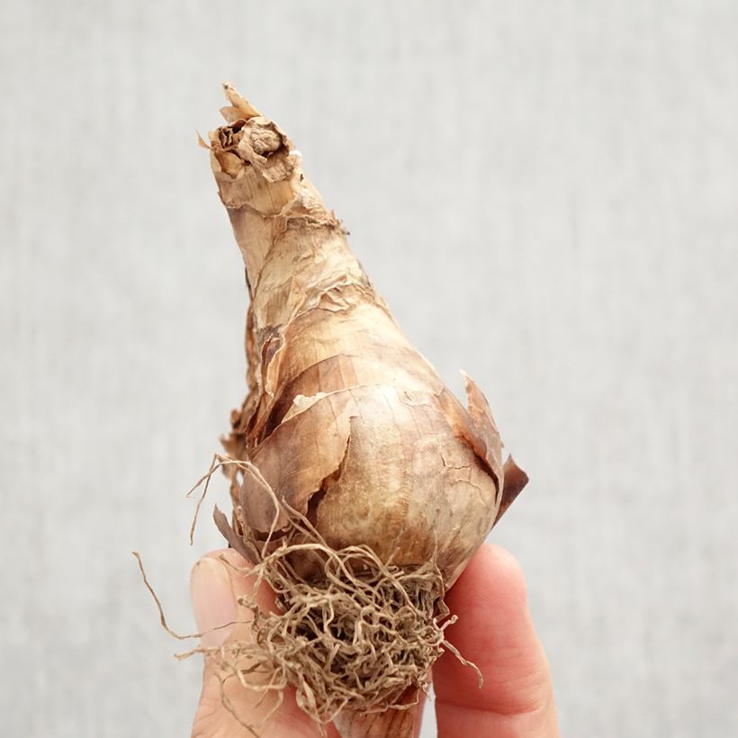 Spécimen de Narcisse Apple Pie Bulbe calibre 12+ tel que livré en automne