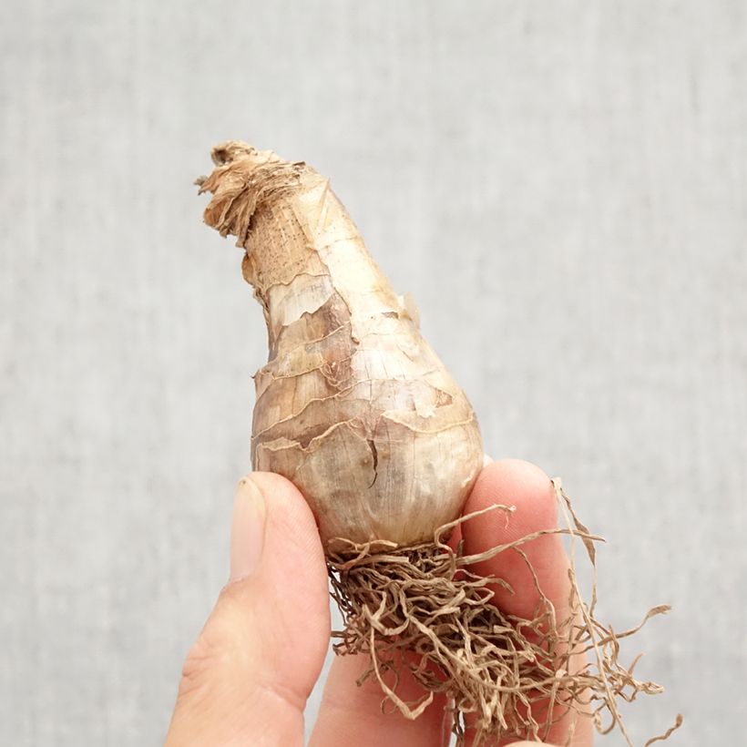 Spécimen de Narcisse Art Design Bulbe calibre 12+ tel que livré en automne