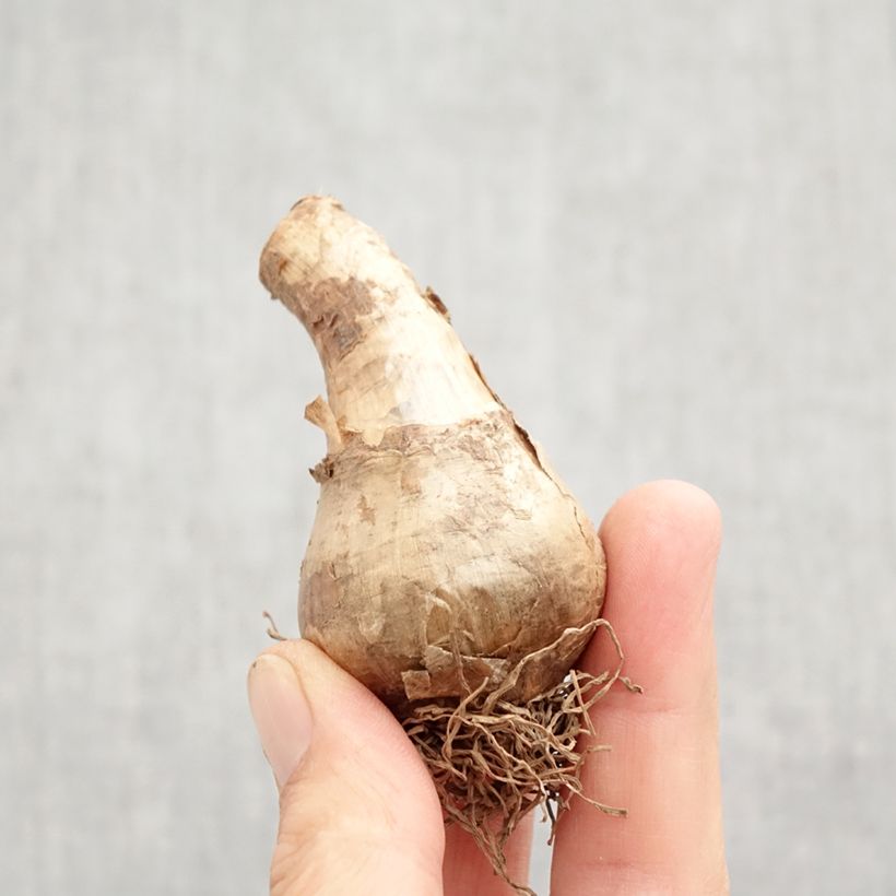 Spécimen de Narcisse Avalon Bulbe calibre 12+ tel que livré en automne