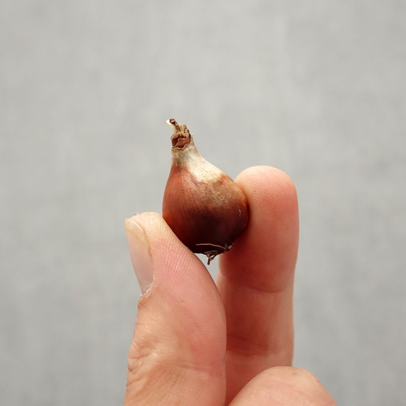 Spécimen de Narcisse Baby Moon Bulbe calibre 10+ tel que livré en automne