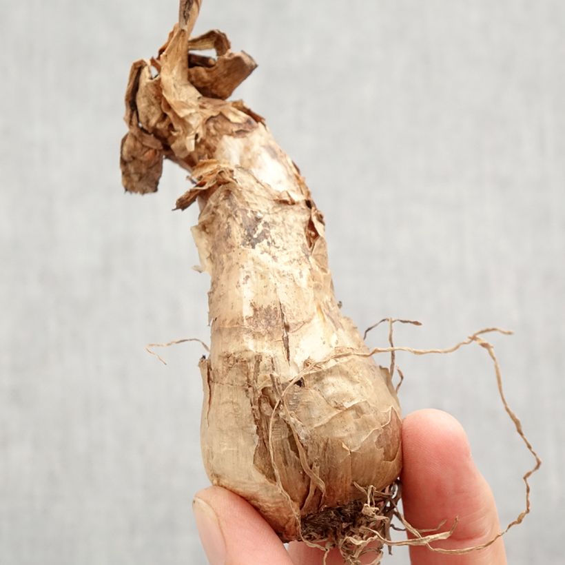 Spécimen de Narcisse Barrett Browning Bulbe calibre 12+ tel que livré en automne