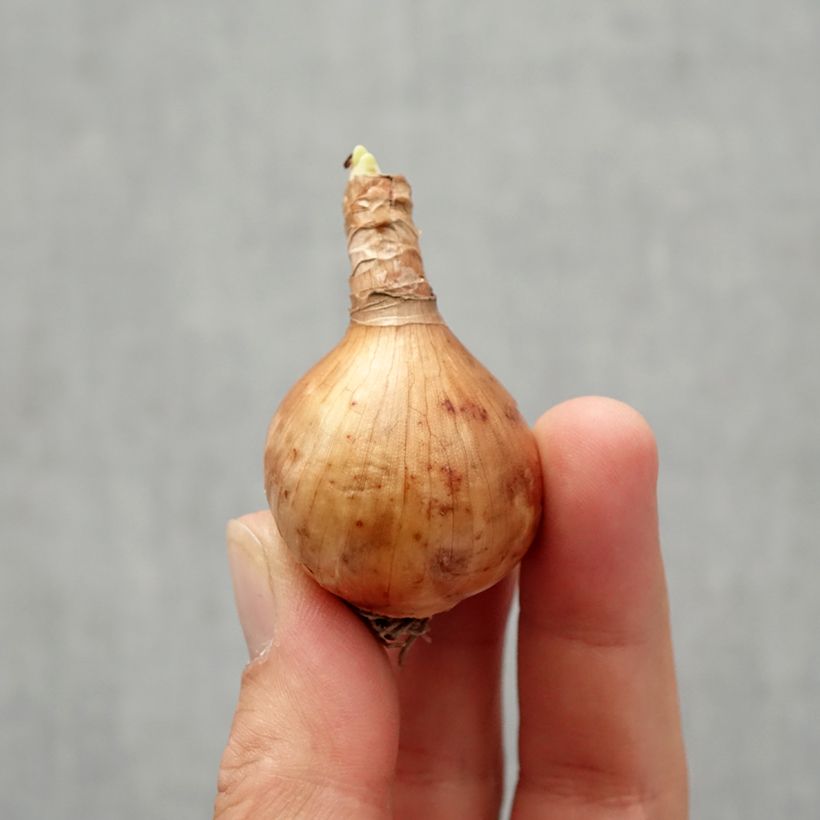 Spécimen de Narcisse Blushing Lady Bulbe calibre 10/12 tel que livré en automne