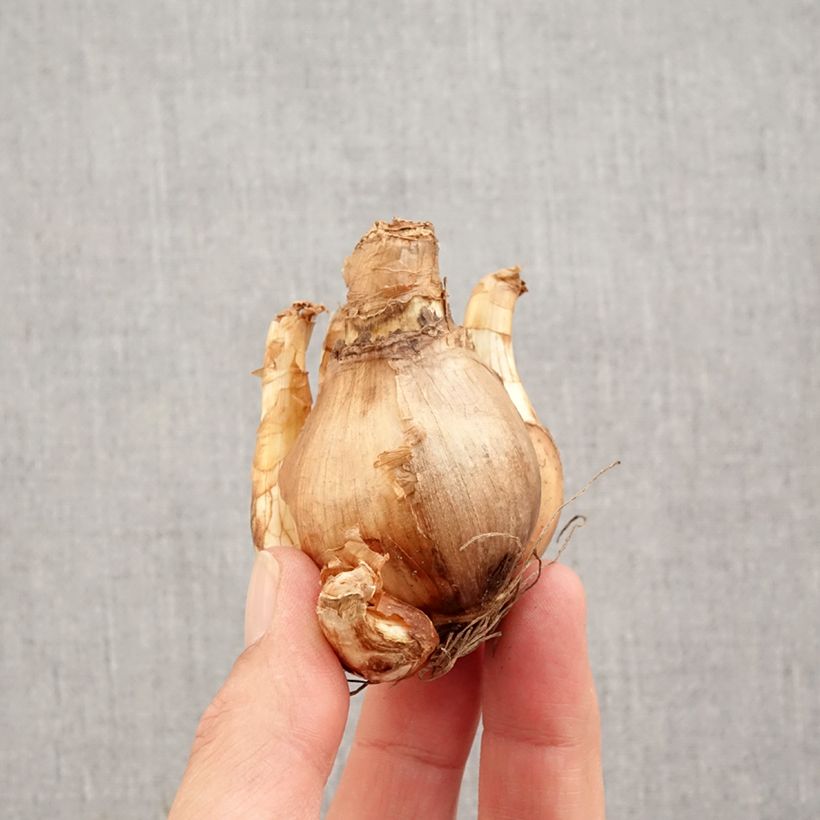 Spécimen de Narcisse British Gamble Bulbe calibre 14/16 tel que livré en automne