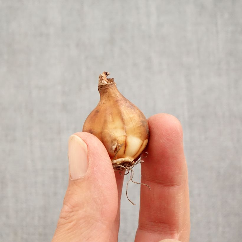 Spécimen de Narcisse bulbocodium Arctic Bells Bulbe calibre 7+ tel que livré en automne