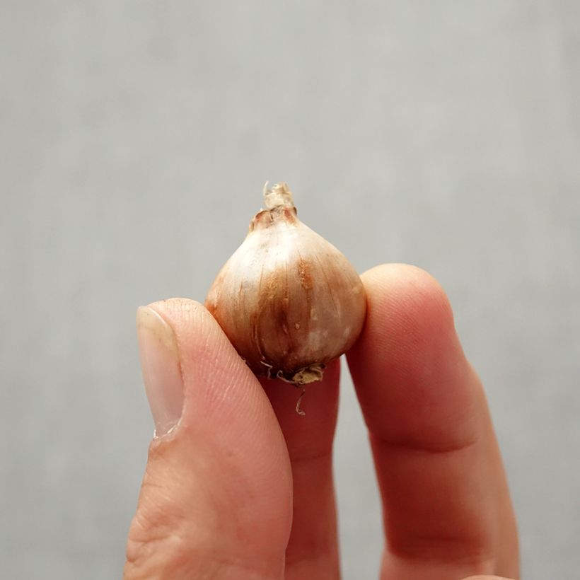 Spécimen de Narcisse bulbocodium Golden Bells Bulbe calibre 6+ tel que livré en automne