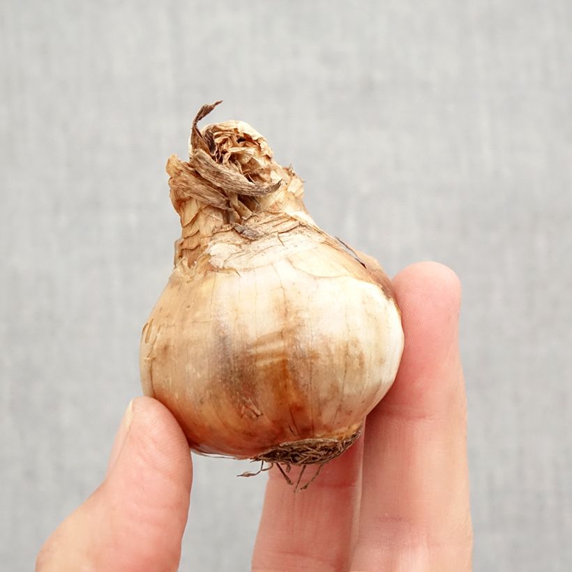 Spécimen de Narcisse Chantilly Bulbe calibre 12+ tel que livré en automne