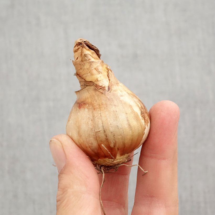 Spécimen de Narcisse Cotinga Bulbe calibre 12+ tel que livré en automne