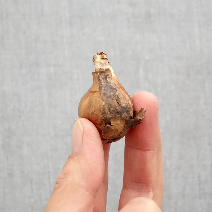 Spécimen de Narcisse Curlew Bulbe calibre 10+ tel que livré en automne