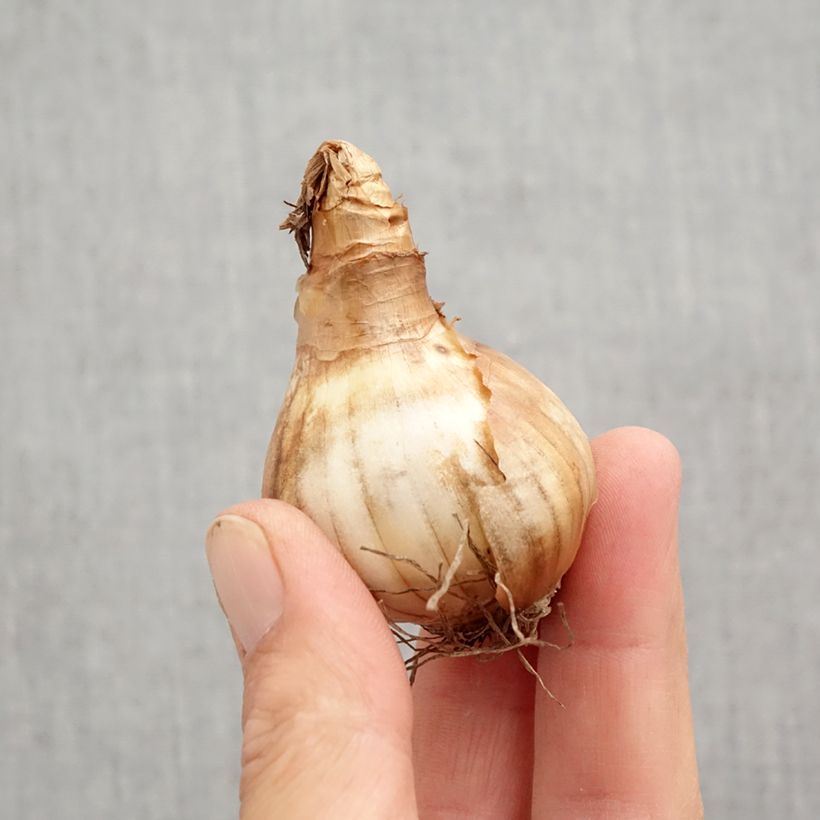 Spécimen de Narcisse cyclamineus Rapture Bulbe calibre 12+ tel que livré en automne