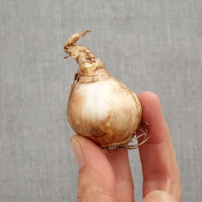 Spécimen de Narcisse Dutch Master Bulbe calibre 12+ tel que livré en automne