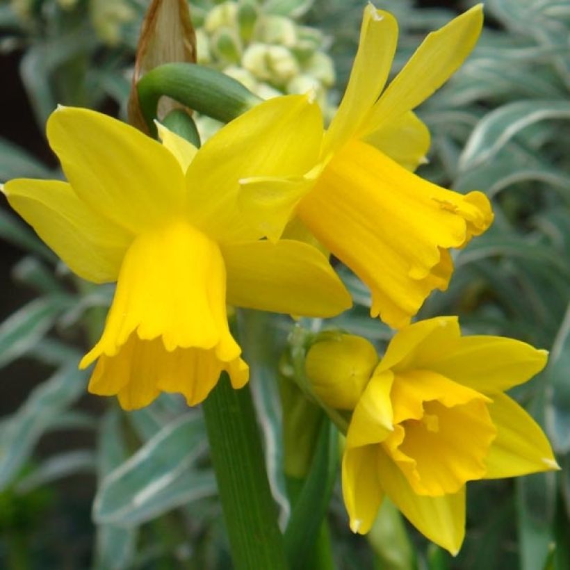 Narcisse February Gold (Flowering)