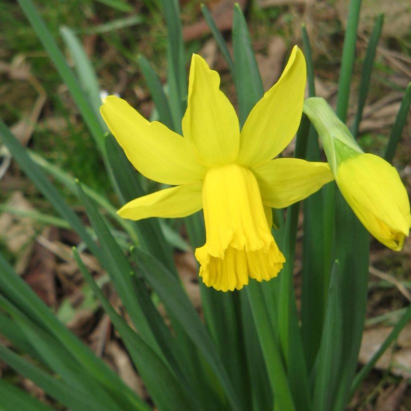 Narcisse February Gold (Plant habit)