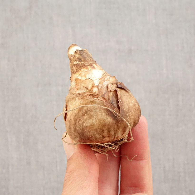 Example of Narcisse February Gold Bulbe calibre 14+ as you get in automne