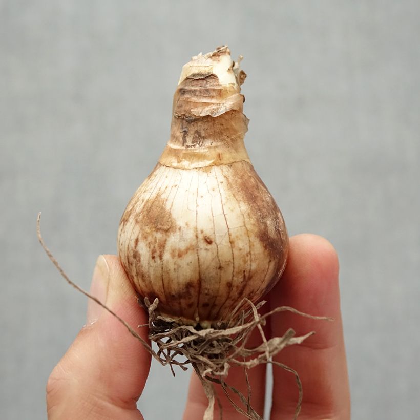 Spécimen de Narcisse Foresight Bulbe calibre 22 tel que livré en automne