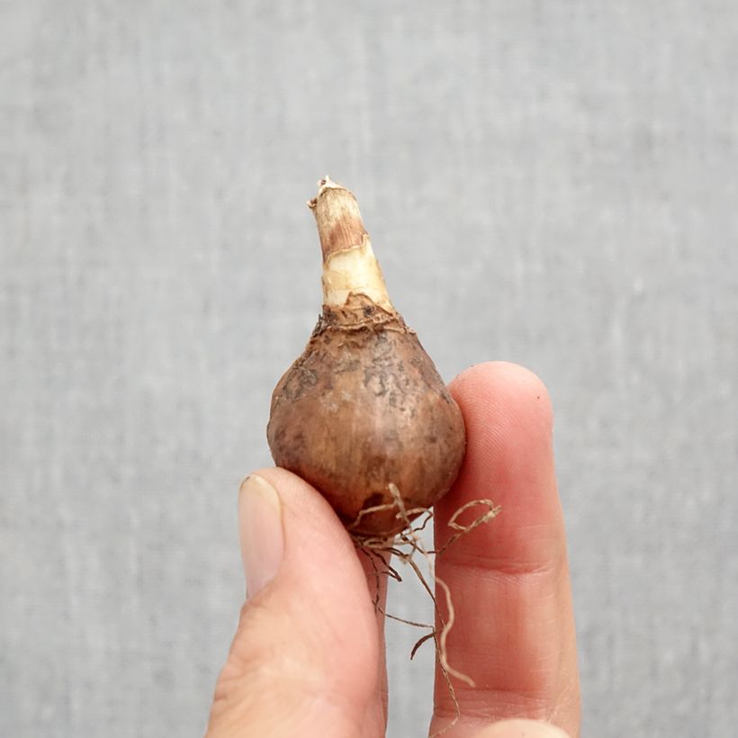 Spécimen de Narcisse Golden Echo Bulbe calibre 10+ tel que livré en automne