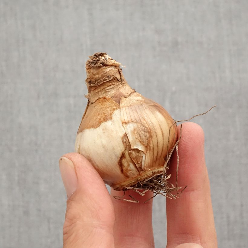 Spécimen de Narcisse Irene Coppeland Bulbe calibre 12+ tel que livré en automne