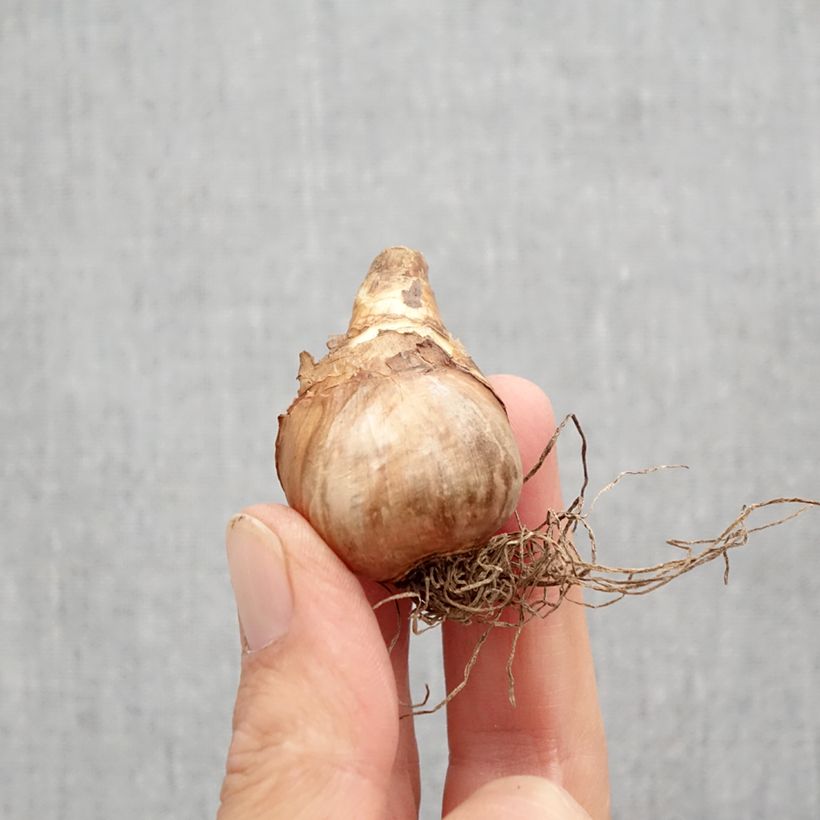 Spécimen de Narcisse Katie Heath Bulbe calibre 10+ tel que livré en automne