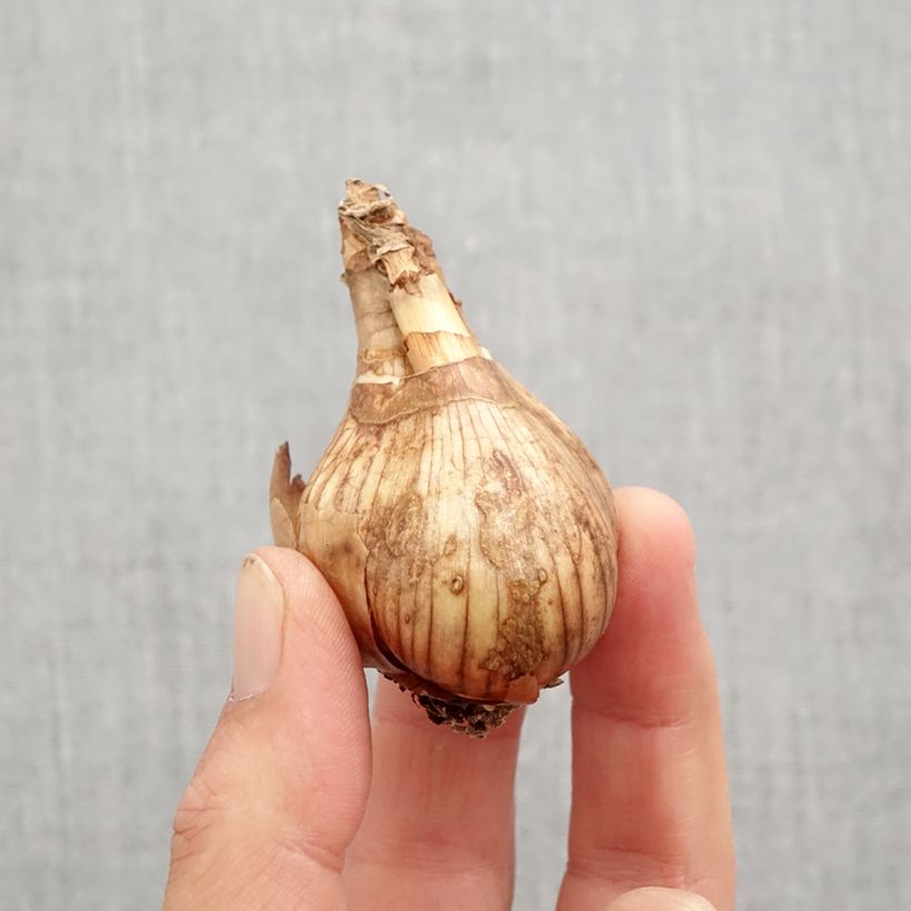 Spécimen de Narcisse Lancaster Bulbe calibre 12/14 tel que livré en automne