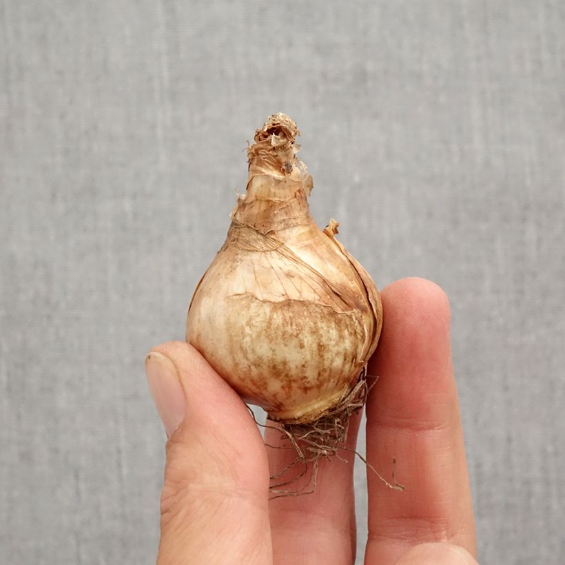 Spécimen de Narcisse Lemon Beauty Bulbe calibre 12+ tel que livré en automne