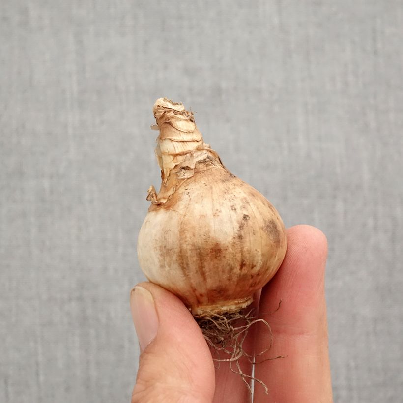 Spécimen de Narcisse Lemon Drops Bulbe calibre 12+ tel que livré en automne