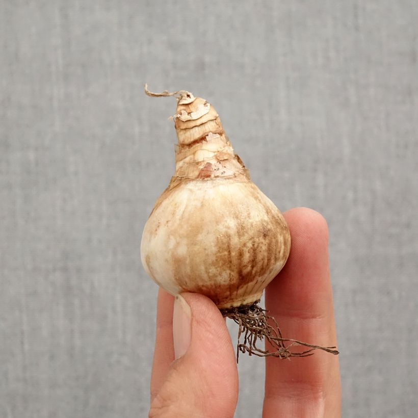 Spécimen de Narcisse Loveday Bulbe calibre 12+ tel que livré en automne