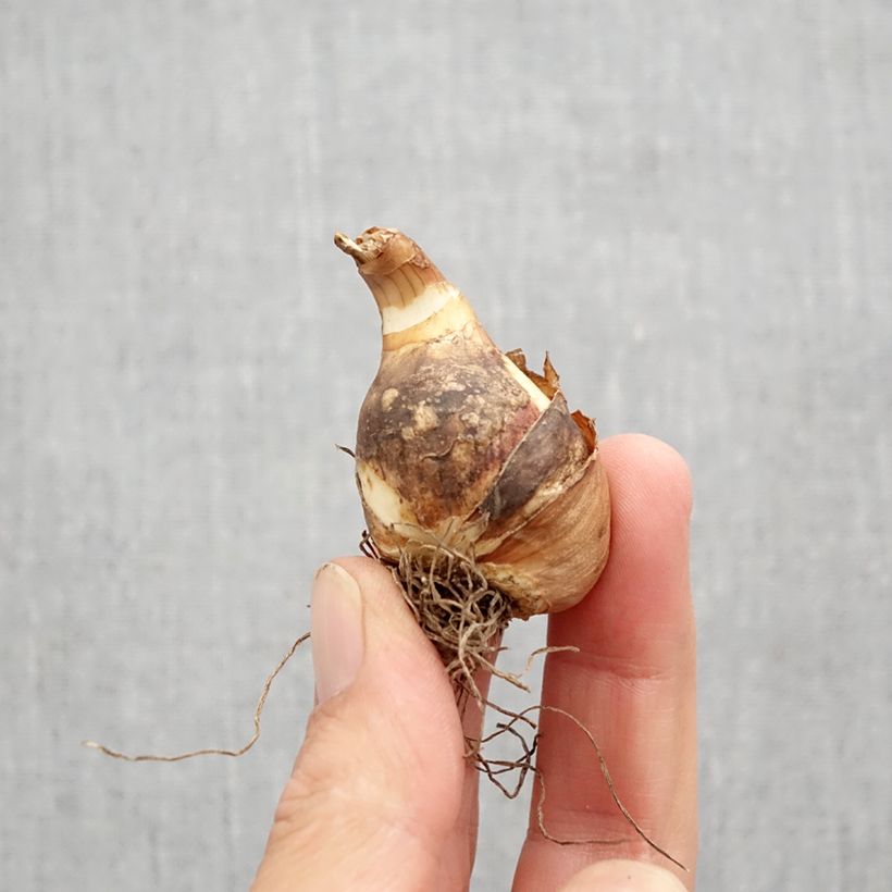 Spécimen de Narcisse miniature Sailboat Bulbe calibre 10+ tel que livré en automne