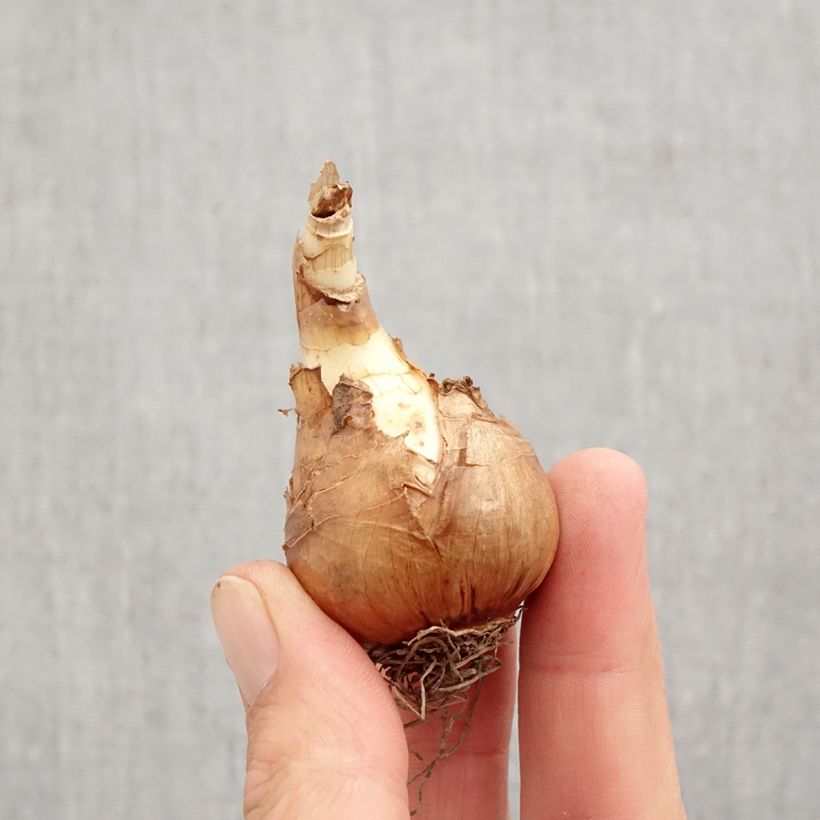 Spécimen de Narcisse Mondragon Bulbe calibre 12+ tel que livré en automne