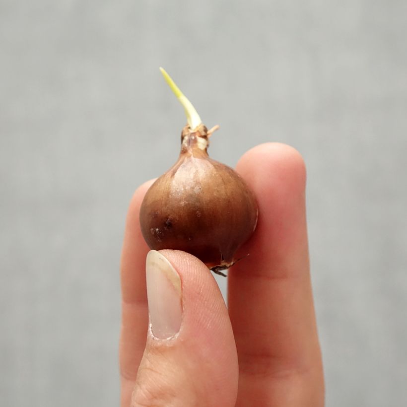 Spécimen de Narcisse moschatus Bulbe calibre 8/10 tel que livré en automne