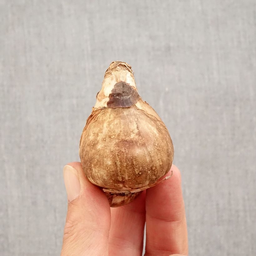 Spécimen de Narcisse Mount Hood Bulbe calibre 14/16 tel que livré en automne